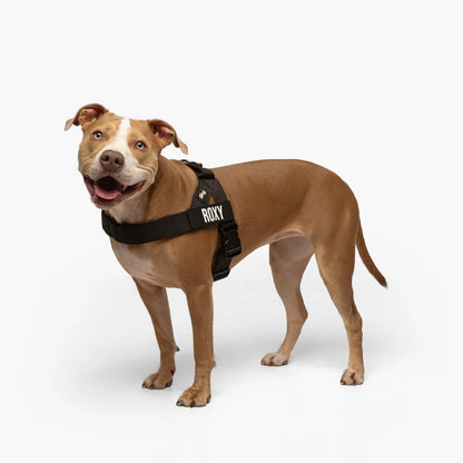 Personalised Dog Harness + FREE D-ring
