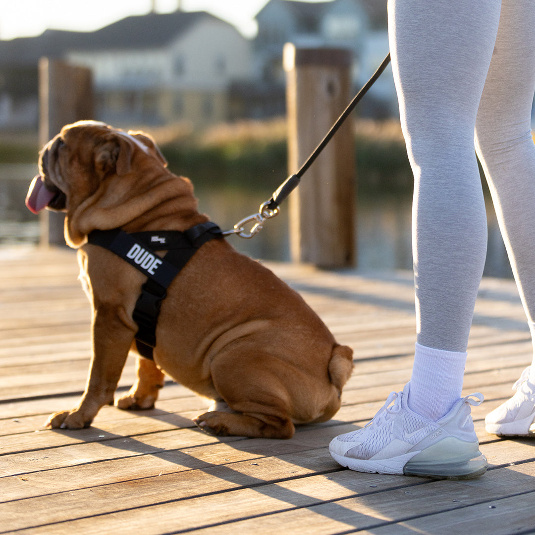 Personalised Dog Harness + FREE D-ring
