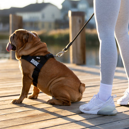 Personalised Dog Harness + FREE D-ring