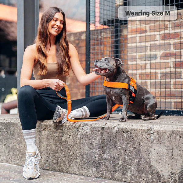 Personalised Dog Harness + FREE D-ring